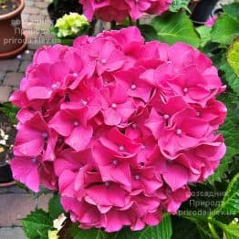 Гортензія великолистна Адрія (Hydrangea macrophylla Adria) ФОТО Розсадник рослин Природа (2)
