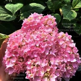 Гортензія великолиста Ендлес Самер (Hydrangea macrophylla Endlees Summer) ФОТО Розсадник рослин Природа (4)