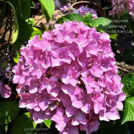 Гортензія великолиста Форевер Пінк (Hydrangea macrophylla Forever Pink) ФОТО Розсадник рослин Природа (1)