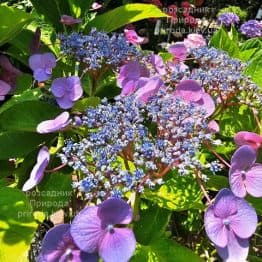 Марієсі Перфекта (Hydrangea macrophylla Mariesii Perfecta) ФОТО Розсадник рослин Природа