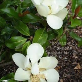 Магнолія вічнозелена великоквіткова Пурпан (Magnolia grandiflora Purpan) ФОТО Розсадник рослин Природа (1)