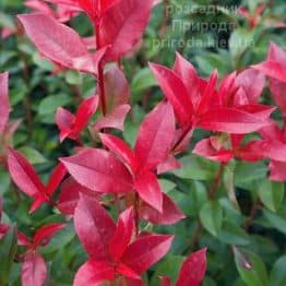 Фотінія Фрейзера Кар Руж (Photinia fraseri Carre Rouge) ФОТО Розсадник рослин Природа (5)