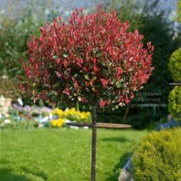 Фотінія Фразера Літл Ред Робін (Photinia fraseri Little Red Robin) ФОТО Розсадник рослин Природа (1)