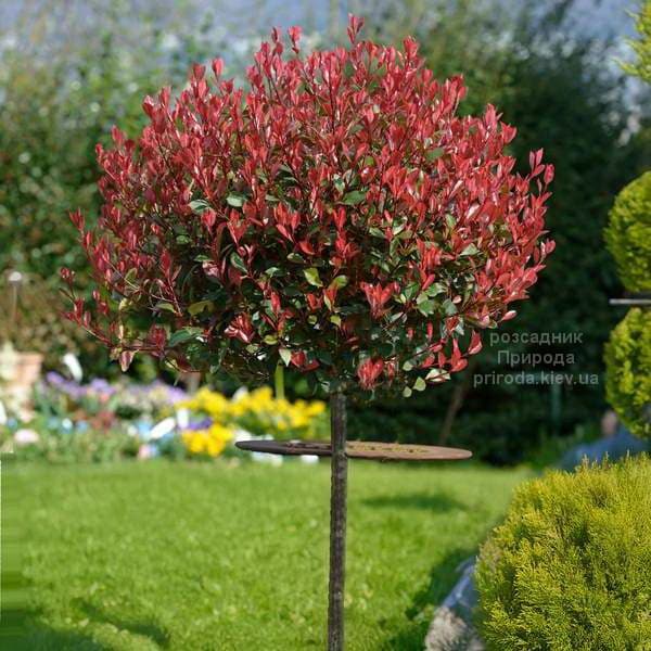 Фотінія Фразера Літл Ред Робін (Photinia fraseri Little Red Robin) ФОТО Розсадник рослин Природа (1)