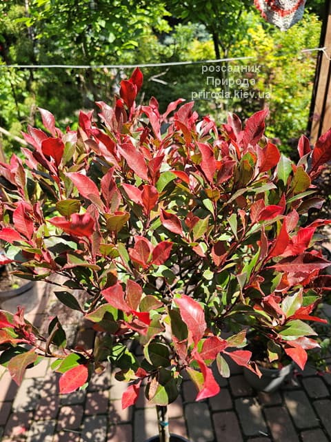 Фотінія Фразера Літл Ред Робін (Photinia fraseri Little Red Robin) ФОТО (3) Фотінія Фразера Літл Ред Робін (Photinia fraseri Little Red Robin) ФОТО Розсадник рослин Природа (3)