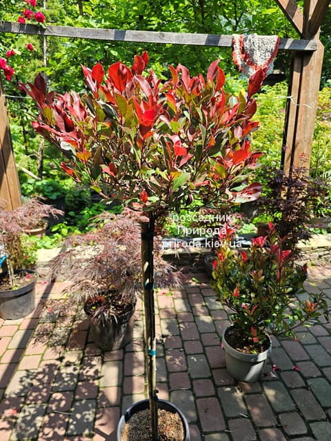 Фотінія Фразера Літл Ред Робін (Photinia fraseri Little Red Robin) ФОТО (4) Фотінія Фразера Літл Ред Робін (Photinia fraseri Little Red Robin) ФОТО Розсадник рослин Природа (4)