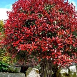 Фотінія Фразера Ред Робін (Photinia fraseri Red Robin) ФОТО Розсадник рослин Природа