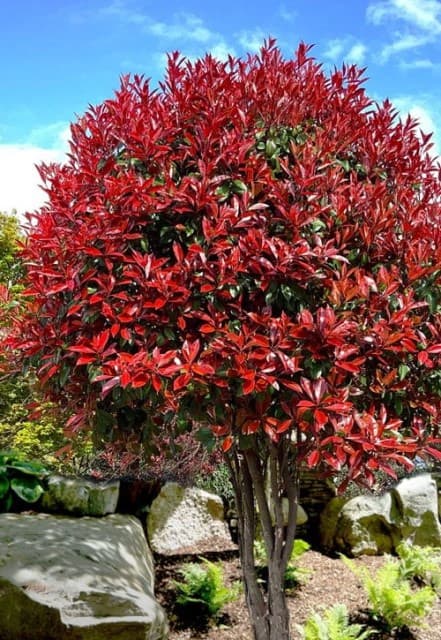 Фотінія Фразера Ред Робін (Photinia fraseri Red Robin) ФОТО Розсадник рослин Природа Фотінія Фразера Ред Робін (Photinia fraseri Red Robin) ФОТО Розсадник рослин Природа