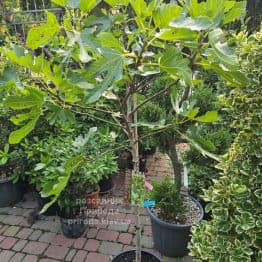 Інжир Літл Міс Фіггі (Ficus carica Little Miss Figgy) ФОТО Розсадник рослин Природа (1)