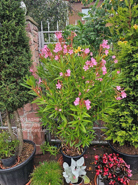 Олеандр (Nerium oleander) ФОТО Розсадник рослин Природа (2)