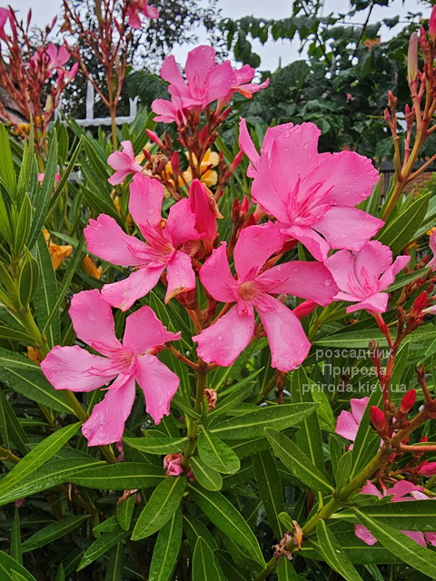 Олеандр (Nerium oleander) ФОТО Розсадник рослин Природа (3)