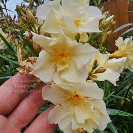 Олеандр (Nerium oleander) ФОТО Розсадник рослин Природа (4)