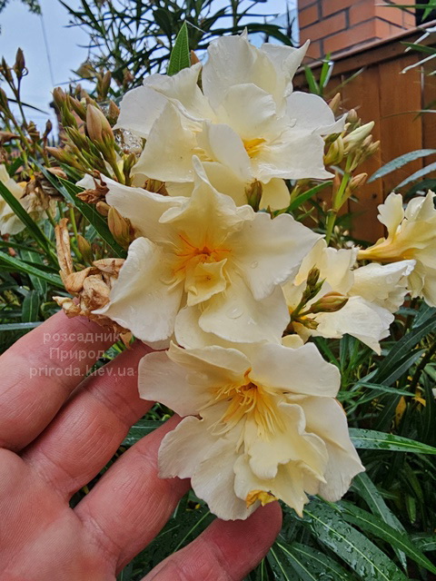 Олеандр (Nerium oleander) ФОТО Розсадник рослин Природа (4)