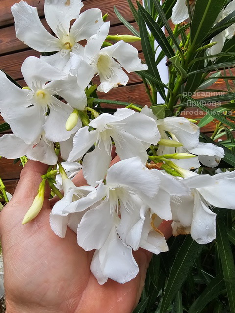 Олеандр (Nerium oleander) ФОТО Розсадник рослин Природа (6)