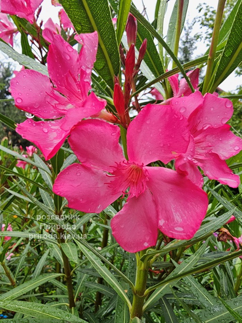 Олеандр (Nerium oleander) ФОТО (7) Олеандр (Nerium oleander) ФОТО Розсадник рослин Природа (7)
