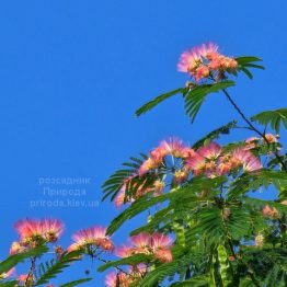 Альбіція (Albizia julibrissin) ФОТО Розсадник рослин Природа (7)