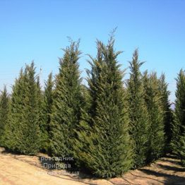 Купрессоципарис Лейланда (Cupressocyparis leylandii) ФОТО Розсадник рослин Природа