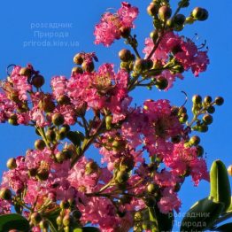 Лагерстремія (Бузок індійський) (Lagerstroemia indica) ФОТО Розсадник рослин Природа (2)
