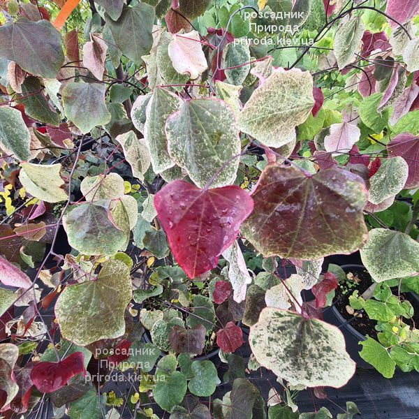 cercis-kanadskij-carolina (19) Церцис канадський Кароліна (Cercis canadensis Carolina Sweetheart) ФОТО Розплідник рослин Природа (19)