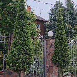 Купрессоципарис Лейланда Кастлевелан Голд (Cupressocyparis leylandii Castlewellan Gold) ФОТО Розсадник рослин Природа (1)