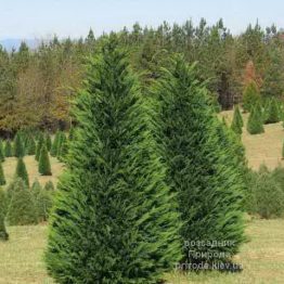 Купрессоципарис Лейланда Грін Рокет (Cupressocyparis leylandii Green Rocket) ФОТО (3)