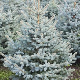 Ялина блакитна Супер Блю Сідлінгс (Picea pungens Super Blue Seedlings) ФОТО Розсадник рослин Природа (14)