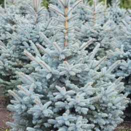 Ялина блакитна Супер Блю Сідлінгс (Picea pungens Super Blue Seedlings) ФОТО Розсадник рослин Природа (15)
