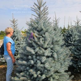 Ялина Блю Даймонд (Picea pungens Blue Diamond) ФОТО Розсадник рослин Природа (14)