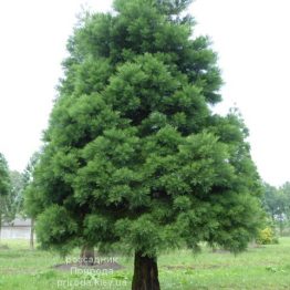 Секвойядендрон гіганський (Sequoiadendron giganteum) ФОТО (6)