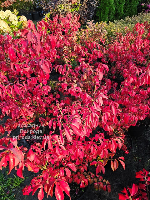 Бересклет крилатий Компактус (Euonymus alatus Compactus) ФОТО (1) Бересклет крилатий Компактус (Euonymus alatus Compactus) ФОТО Розсадник рослин Природа (1)