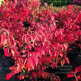 Бересклет крилатий Компактус (Euonymus alatus Compactus) ФОТО Розсадник рослин Природа (3)