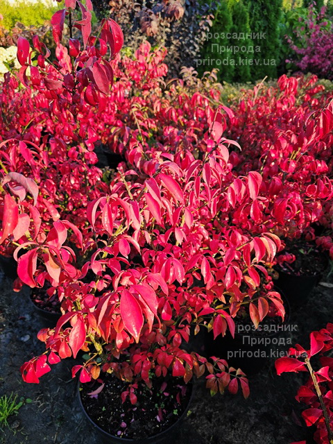 Бересклет крилатий Компактус (Euonymus alatus Compactus) ФОТО (3) Бересклет крилатий Компактус (Euonymus alatus Compactus) ФОТО Розсадник рослин Природа (3)