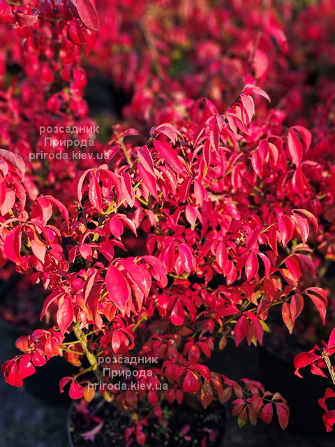 Бересклет крилатий Компактус (Euonymus alatus Compactus) ФОТО (4) Бересклет крилатий Компактус (Euonymus alatus Compactus) ФОТО Розсадник рослин Природа (4)