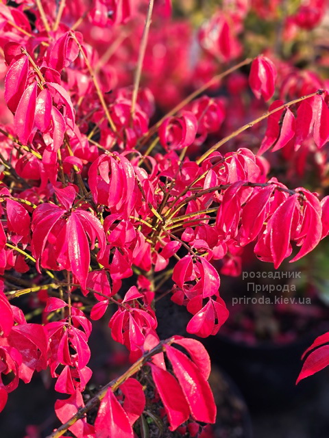 Бересклет крилатий Компактус (Euonymus alatus Compactus) ФОТО (6) Бересклет крилатий Компактус (Euonymus alatus Compactus) ФОТО Розсадник рослин Природа (6)
