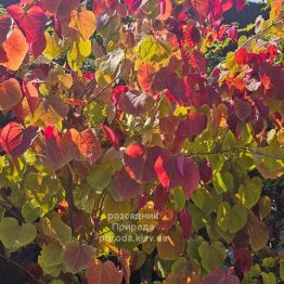 Церцис канадський Етернал Флейм (Cercis canadensis Eternal Flame) ФОТО Розсадник рослин Природа (1)