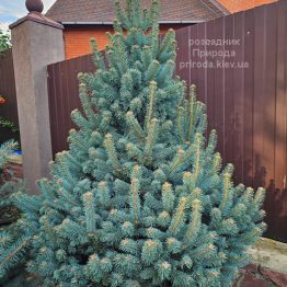 Ялиця гірська Компакта (Abies lasiocarpa Compacta) ФОТО Розсадник рослин Природа (4)