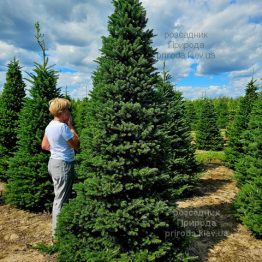 Ялиця корейська (Abies koreana) ФОТО Розсадник рослин Природа (4)