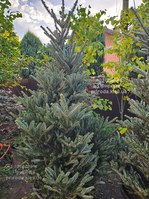 Ялиця корейська Сілберлок (Abies koreana Silberlocke) ФОТО (10) Ялиця корейська Сілберлок (Abies koreana Silberlocke) ФОТО Розсадник рослин Природа (10)