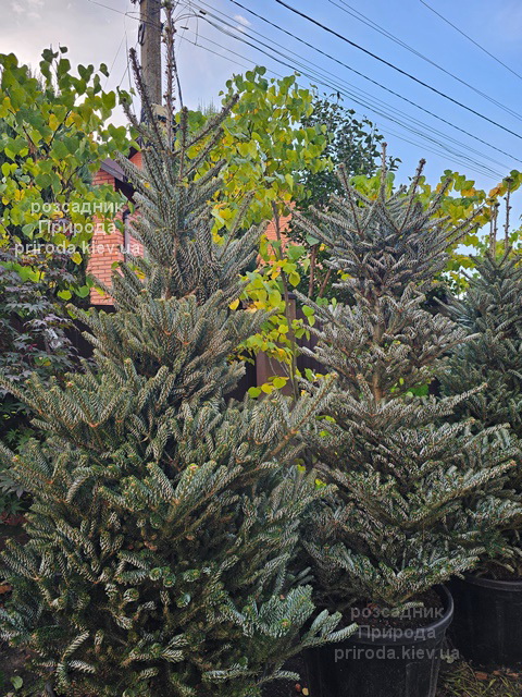 Ялиця корейська Сілберлок (Abies koreana Silberlocke) ФОТО (11) Ялиця корейська Сілберлок (Abies koreana Silberlocke) ФОТО Розсадник рослин Природа (11)