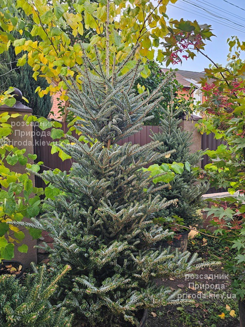 Ялиця корейська Сілберлок (Abies koreana Silberlocke) ФОТО (12) Ялиця корейська Сілберлок (Abies koreana Silberlocke) ФОТО Розсадник рослин Природа (12)
