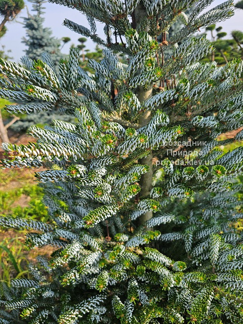 Ялиця корейська Сілберлок (Abies koreana Silberlocke) ФОТО (7) Ялиця корейська Сілберлок (Abies koreana Silberlocke) ФОТО Розсадник рослин Природа (7)
