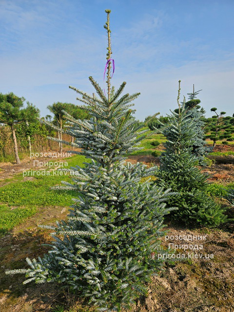 Ялиця корейська Сілберлок (Abies koreana Silberlocke) ФОТО (8) Ялиця корейська Сілберлок (Abies koreana Silberlocke) ФОТО Розсадник рослин Природа (8)