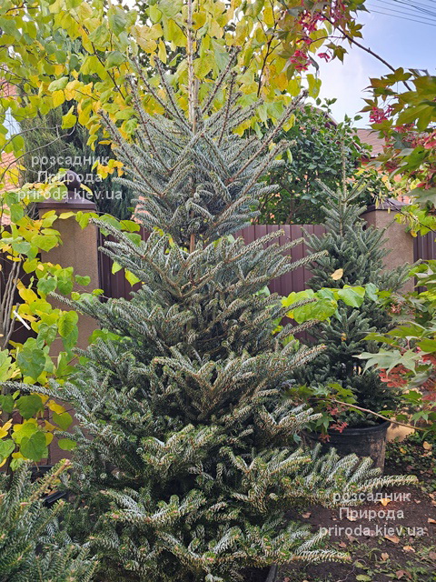 Ялиця корейська Сілберлок (Abies koreana Silberlocke) ФОТО (9) Ялиця корейська Сілберлок (Abies koreana Silberlocke) ФОТО Розсадник рослин Природа (9)