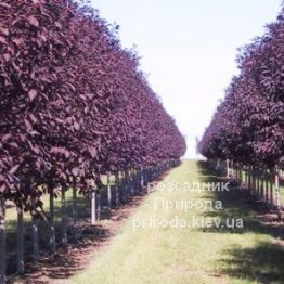 Черемха віргінська Канада Ред (Prunus virginiana Canada Red) ФОТО Розсадник рослин Природа (1)