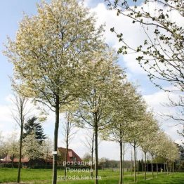 Ірга деревоподібна Робін Хілл (Amelanchier arborea Robin Hill) ФОТО Розсадник рослин Природа (1)