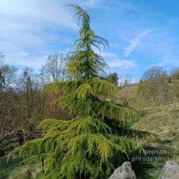 Кедр Гімалайський (Cedrus deodara) ФОТО Розсадник рослин Природа (7)