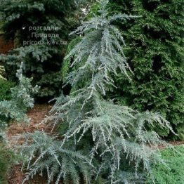 Кедр гімалайський Карл Фукс (Cedrus deodara Karl Fuchs) ФОТО Розсадник рослин Природа (4)