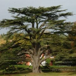 Кедр Ливанский (Cedrus libani) ФОТО Розсадник рослин Природа (4)