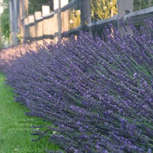 Лаванда Феноменал (Lavandula x intermedia Phenomenal) ФОТО Розсадник рослин Природа (1)