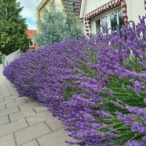 Лаванда Феноменал (Lavandula x intermedia Phenomenal) ФОТО Розсадник рослин Природа (2)